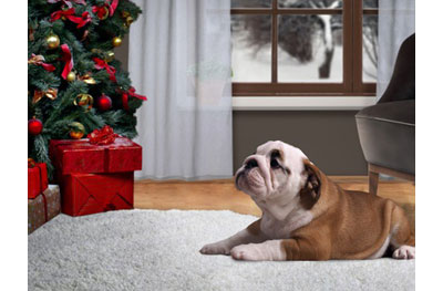 bull dog beside christmas tree on a clean rug