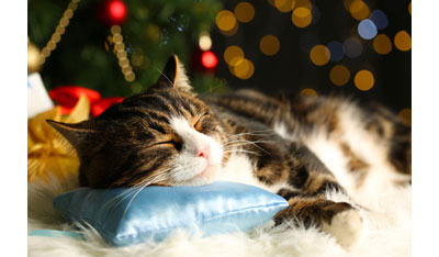 festive christmas cat on a clean rug