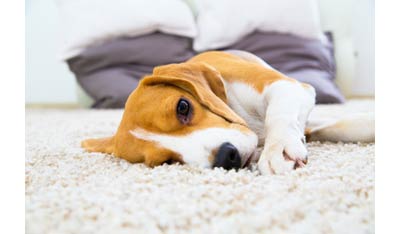 dog relaxing on a clean rug